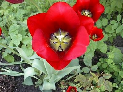 Nahaufnahme einer weit geöffneten roten Tulpe mit schwarz-gelber Mitte von oben, ringsum weitere rote Tulpen und grünes Laub im Beet.