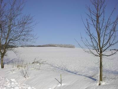 Verschneites Feld bei Sonnenschein, eingerahmt von zwei kahlen Bäumen, am Horizont ein Waldstreifen unter tiefblauem Himmel.