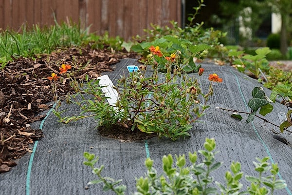 Niedrige Staude mit orangeroten Blüten und Pflanzetikett wächst aus einem Loch im grauen Unkrautvlies, links Rindenmulch, hinten ein Holzzaun.