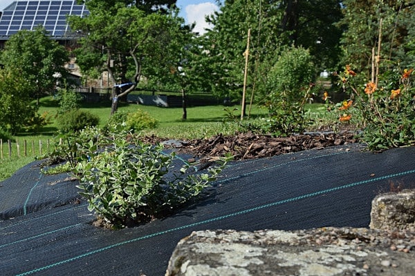 Mit dunklem Unkrautvlies abgedecktes Beet aus Bodennähe, darin eine silbrig-grüne Staude und orange Blüten, dahinter Obstwiese und ein Dach mit Solaranlage.