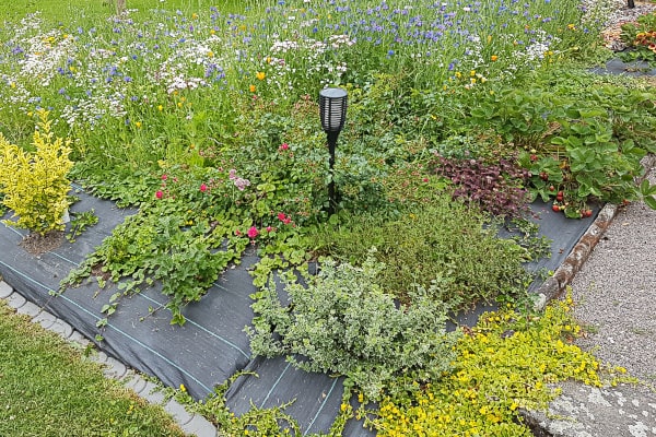 Beet mit niedrigen Stauden und Bodendeckern auf dunklem Vlies, in der Mitte eine Solarleuchte, dahinter ein Streifen mit blauen Kornblumen und weißen Blüten.