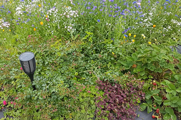 Dicht bewachsenes Beet von oben: blaue Kornblumen und weiße Blüten, davor Erdbeerpflanzen mit roten Früchten, rotlaubige Stauden und eine Solarleuchte.
