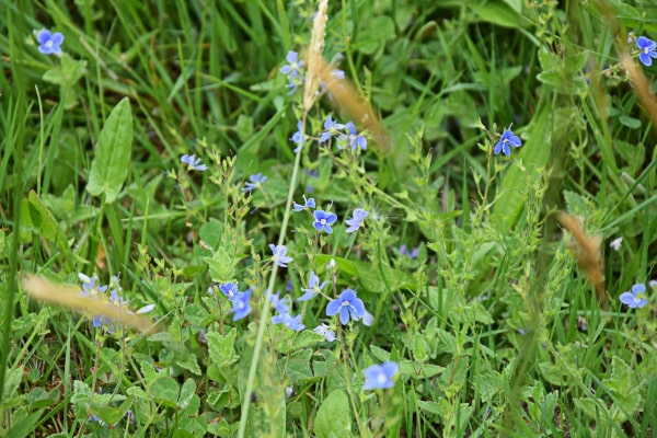Viele kleine, hellblaue Blüten des Ehrenpreises zwischen grünen Gräsern und Blättern in einer Wiese.