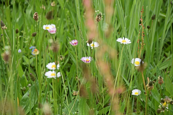 Weiße Gänseblümchen mit gelber Mitte und rosa Spitzen zwischen hohem Gras, im Vordergrund unscharfe Gräserähren.