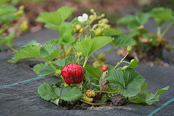 Erdbeerpflanze auf dunklem Vlies mit einer reifen roten Frucht, mehreren unreifen grünen Früchten und einer weißen Blüte.