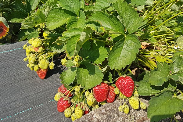 Üppige Erdbeerpflanzen in der Sonne mit mehreren reifen roten und vielen noch gelbgrünen Früchten, die über Vlies und einen Stein hängen.