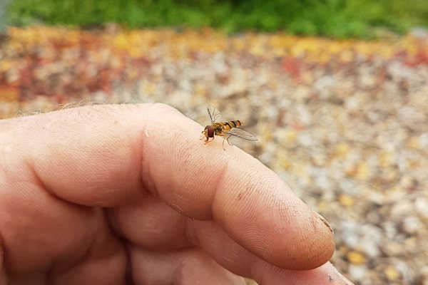 Nahaufnahme einer kleinen, gelb-schwarz gestreiften Schwebfliege, die auf dem Zeigefinger einer Hand sitzt; der Hintergrund ist unscharf.
