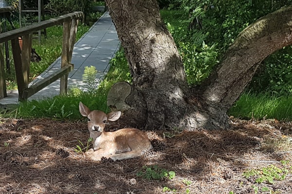 Ein kleines Rehkitz, offenbar eine Gartenfigur, liegt im gefleckten Schatten am Fuß eines dicken Baumstamms; dahinter ein Holzsteg mit Geländer.