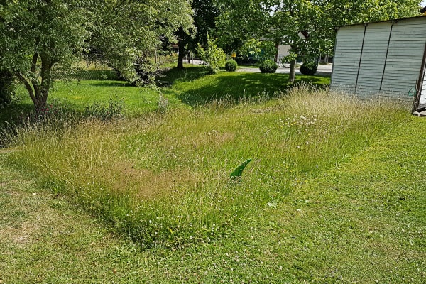 Rechteckige Insel aus hohem, ungemähtem Gras inmitten einer gemähten Rasenfläche; aus dem Gras ragt eine grüne Haiflosse als Dekoration, hinten Bäume und ein Schuppen.