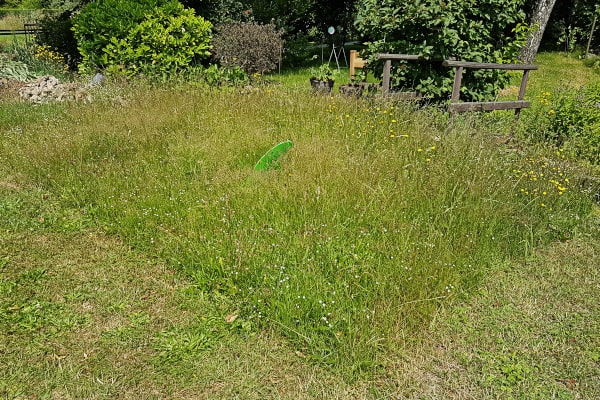 Ungemähtes Wiesenstück mit gelben und weißen Blüten in kurz gemähtem Rasen, in der Mitte ragt eine grüne Deko-Haiflosse heraus, dahinter Sträucher und ein Holzzaun.