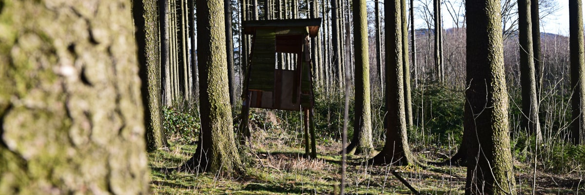 Kirchenbusch bei Großwaltersdorf