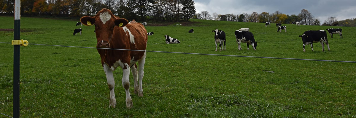 Kühe grasen auf einer grünen Sommerwiese