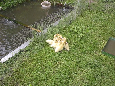 Gelbe Entenküken sitzen dicht aneinandergedrängt im Gras neben einem mit Maschendraht eingezäunten kleinen Teich.
