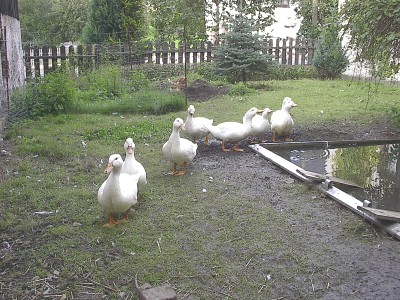 Sieben weiße Enten laufen in einer Reihe über eine Wiese zu einem kleinen Teich, im Hintergrund ein Lattenzaun und Bäume.