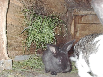 Schwarzgraues junges Kaninchen sitzt im Holzstall vor einem Büschel frischem Gras, rechts angeschnitten ein weiß-grau geschecktes Alttier.