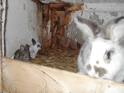 Großes weiß-graues Kaninchen ganz nah am rechten Bildrand im Stall, hinten im Stroh sitzen zwei Jungtiere, eines grau und eines weiß-schwarz.