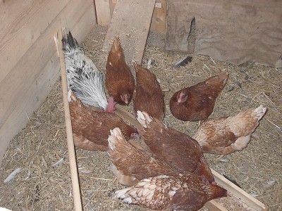 Von oben gesehen: braune Hühner und ein weiß-schwarzer Hahn fressen dicht gedrängt an einem langen Futtertrog im eingestreuten Stall.