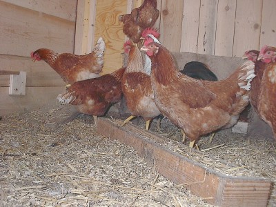 Braune Hühner drängen sich im Stall hinter einer Holzbohle, eines steht groß im Vordergrund; der Boden ist mit Häcksel eingestreut.