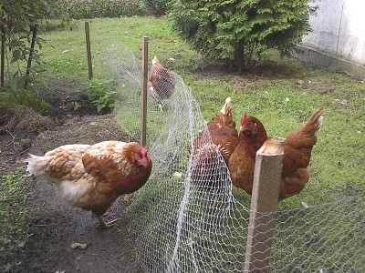 Vier braune Hühner stehen im Garten an einem Maschendrahtzaun mit Holzpfählen, dahinter Rasen und ein Nadelgehölz.