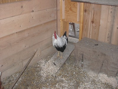 Weißer Hahn mit schwarzem Schwanz und rotem Kamm steht allein im Hühnerstall auf einer Holzbohle zwischen Einstreu und Bretterwänden.