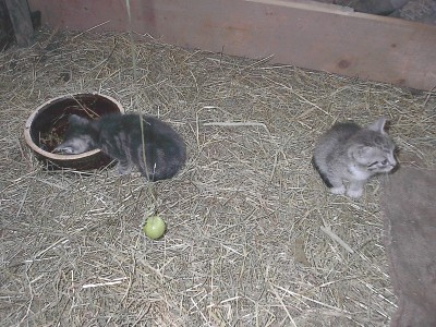Zwei graue Katzenjunge im Stroh eines Stalls; eines steckt mit dem Kopf in einem Tonnapf, das andere sitzt daneben.