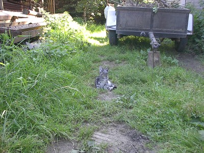 Grau getigerte junge Katze liegt auf einem Trampelpfad im hohen Gras, dahinter steht ein Anhänger im Sonnenlicht.