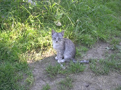 Grau getigerte junge Katze mit heller Brust sitzt am Rand einer Wiese auf kahlem Boden und blickt nach vorn.