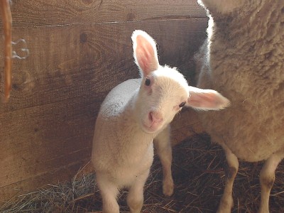 Weißes Lamm mit abstehenden Ohren steht im Stall auf Stroh vor einer Bretterwand, rechts daneben ein erwachsenes Schaf.