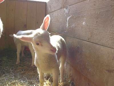 Weißes Lamm steht im Gegenlicht nah vor der Kamera an einer Bretterwand, dahinter ein zweites Lamm im Stroh.
